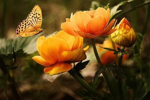 Nature Wallpapers HD (Offline)