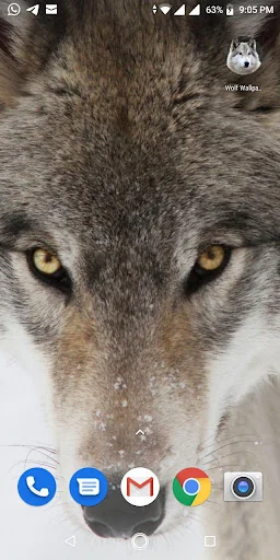 Free Wolf Wallpapers HD