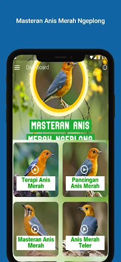 Masteran Anis Merah Ngeplong