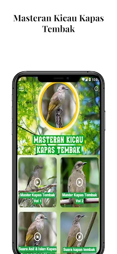 Masteran Kicau Kapas Tembak