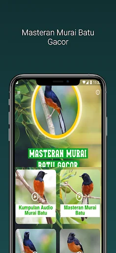 Masteran Murai Batu Gacor