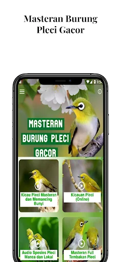 Masteran Burung Pleci Gacor