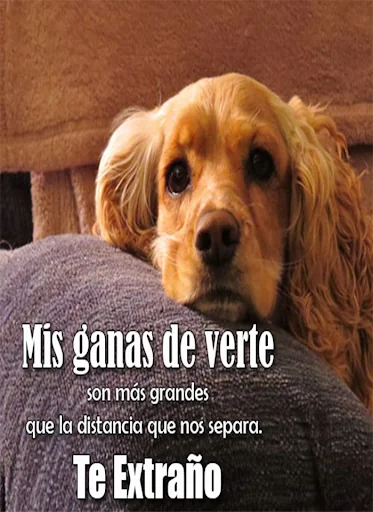 Imagenes de Perros con Fondos