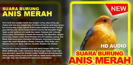 Suara Burung Anis Merah