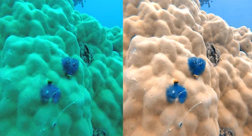 UwEdit - Diving footage editor screenshot 2