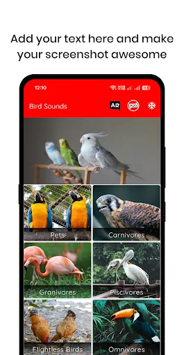 100 Bird sounds
