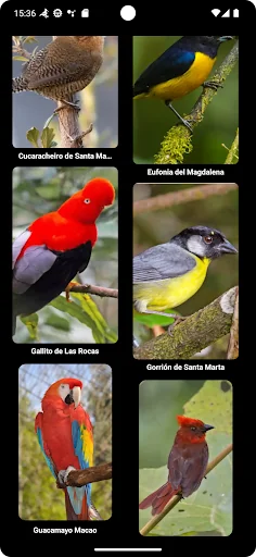 Cantos de Passaros da Colômbia