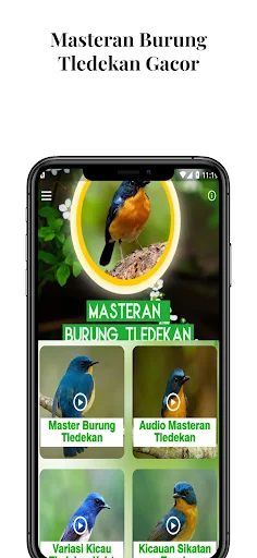 Masteran Burung Tledekan Gacor