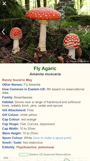 Shroomify - USA Mushroom ID screenshot 1