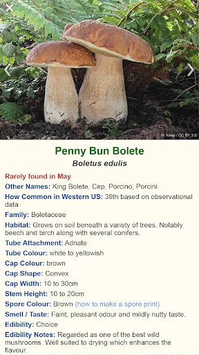 Shroomify - USA Mushroom ID screenshot 4