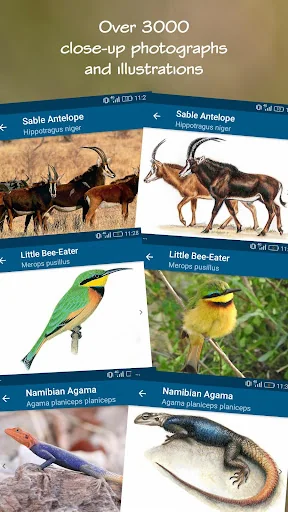 Wildlife Southern Africa