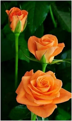 All Flowers Photo Frames