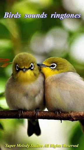 Birds Sounds Tones & Wallpaper