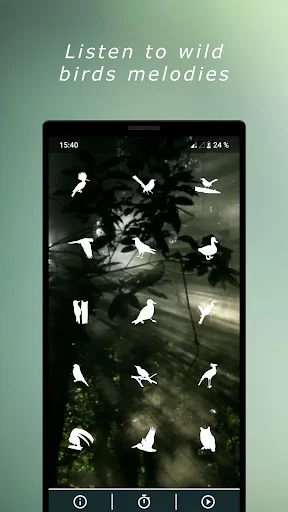 Birds Sounds
