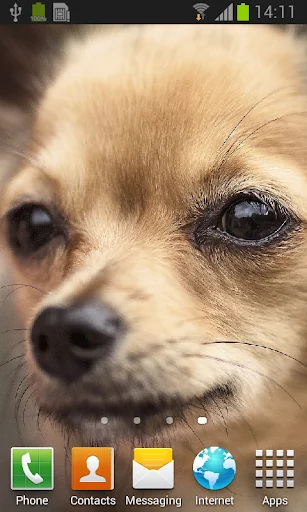 Chihuahua live wallpaper