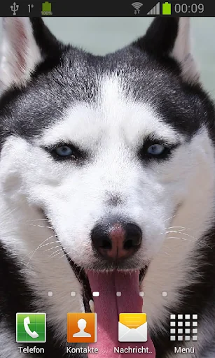Husky live wallpaper screenshot 2