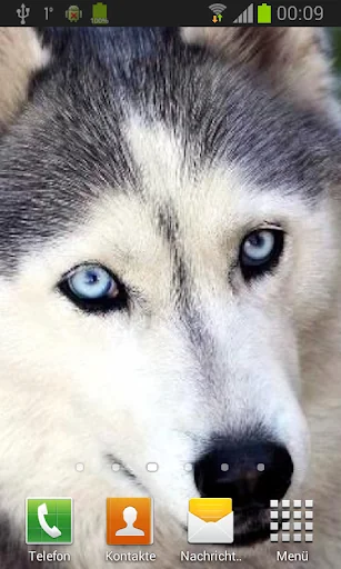 Husky live wallpaper screenshot 3