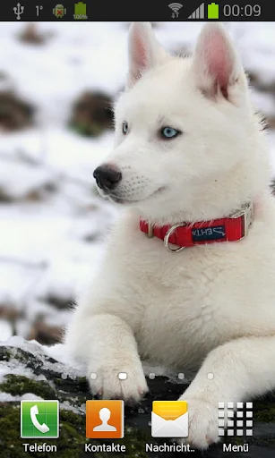 Husky live wallpaper screenshot 4