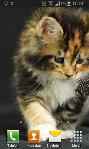 Kittens live wallpaper screenshot 2