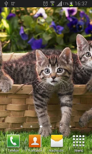 Kittens live wallpaper screenshot 3