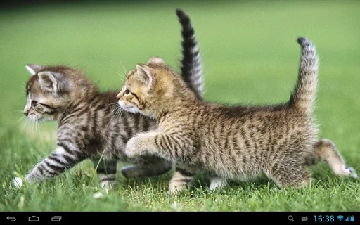 Kittens live wallpaper screenshot 4
