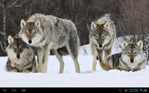 Wolves live wallpaper screenshot 4
