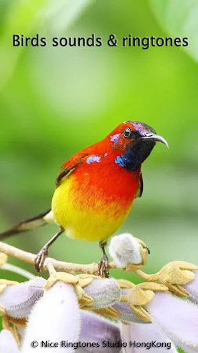Birds Sounds & Ringtones screenshot 1