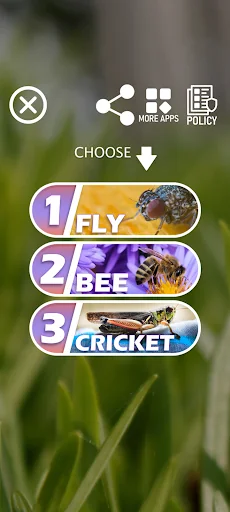 Sounds of insects