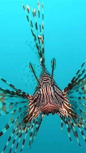 Ocean Fish Live Wallpaper