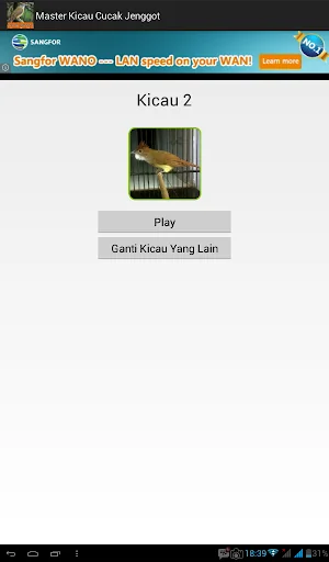 Master Kicau Cucak Jenggot