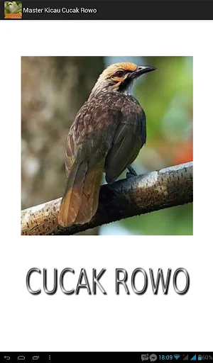 Master Kicau Cucak Rowo