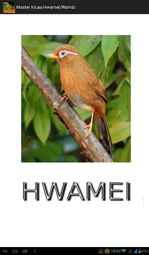 Master Kicau Hwamei/Wambi