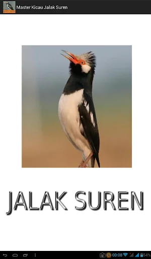 Master Kicau Jalak Suren
