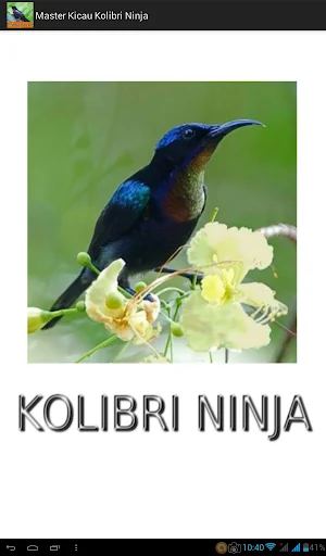 Master Kicau Kolibri Ninja