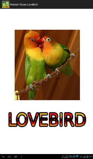 Master Kicau Lovebird