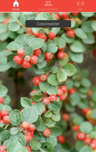 Poisonous Plants