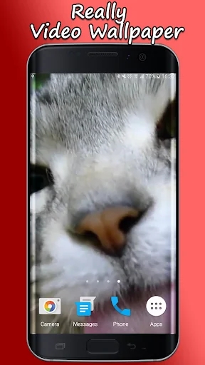 Kitty Licks Screen