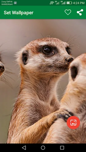 10000 Wild Animals Wallpapers screenshot 2