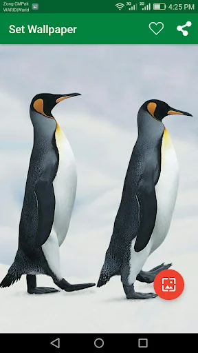 10000 Wild Animals Wallpapers screenshot 3