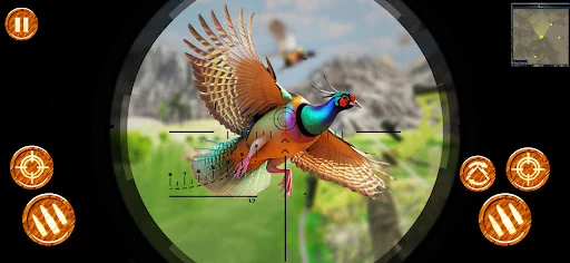 Pheasant Shooter Birds Hunting