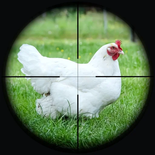 Chicken Shooter Sniper Hunting