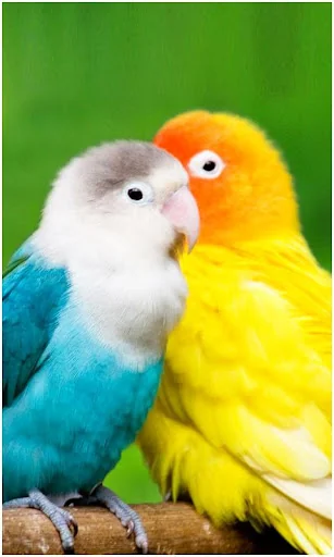 Beautiful Birds Wallpapers