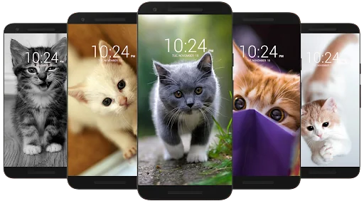 Kitten & Cute Cat Wallpaper HD screenshot 2