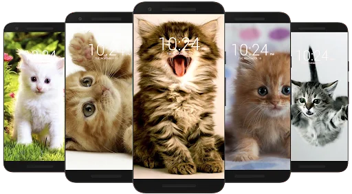 Kitten & Cute Cat Wallpaper HD screenshot 3