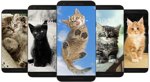 Kitten & Cute Cat Wallpaper HD screenshot 4
