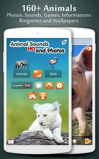Animal Sounds