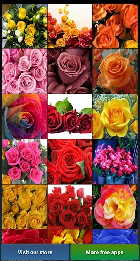 Beautiful Roses HD Wallpapers