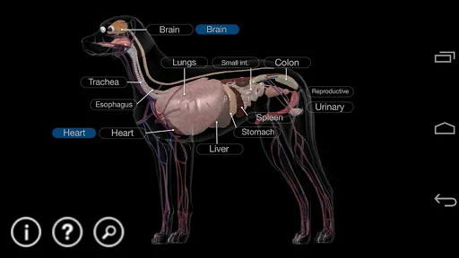Dog Anatomy: Canine 3D