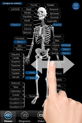 Skeletal Anatomy 3D