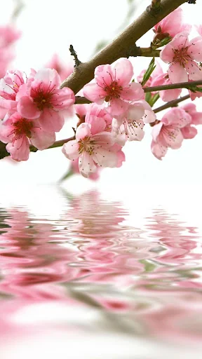 Spring wallpapers